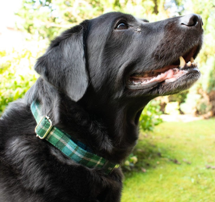 Tartan Dog Collar